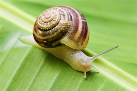 Can eating snails make you sick?
