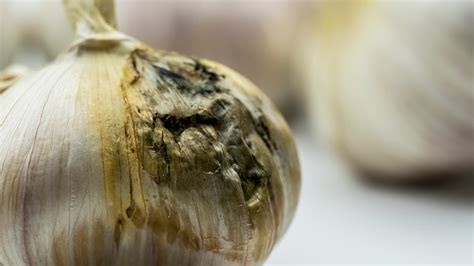 Can expired garlic make you sick?