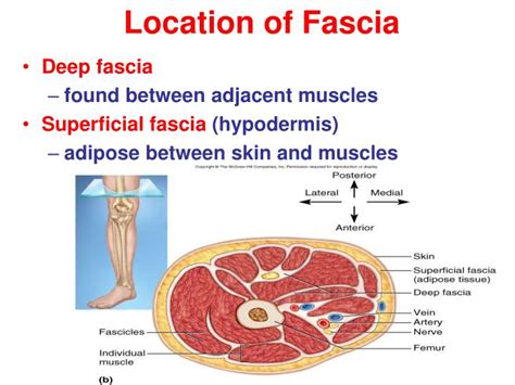 Can fascia be massaged?