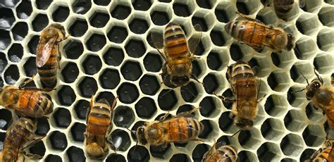 Can female bees lay eggs?