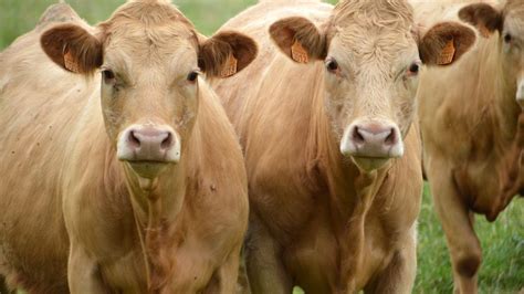 Can female cows have horns?