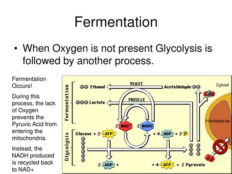 Can fermentation occur without oxygen?