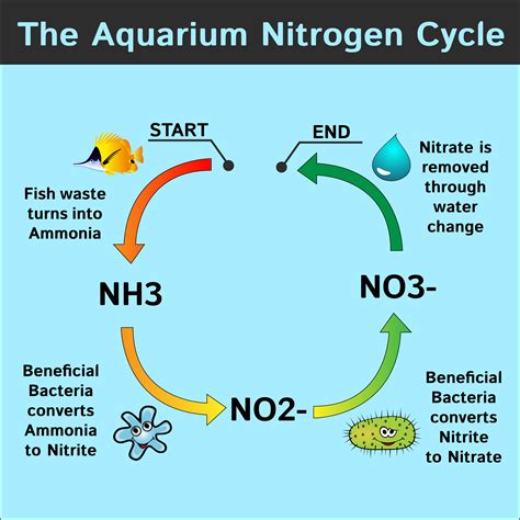 Can fertilizer cause ammonia spike?