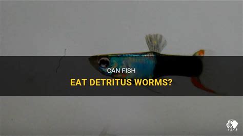 Can fish eat dead worms?