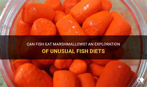 Can fish eat marshmallows?