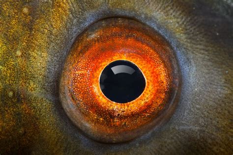 Can fish eyes close?