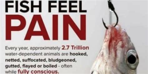 Can fish feel pain?