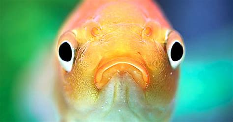 Can fish feel pain?