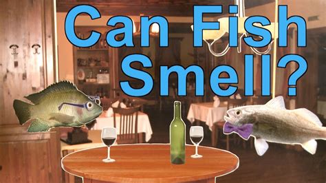 Can fish feel taste?