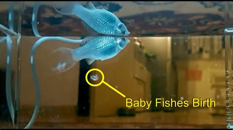 Can fish have babies in a tank?