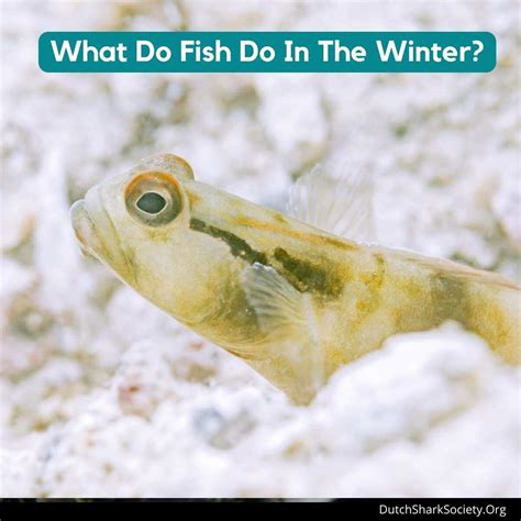 Can fish hibernate?