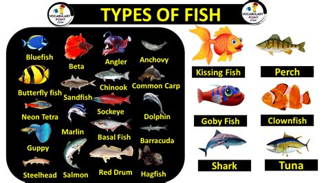 Can fish learn their name?