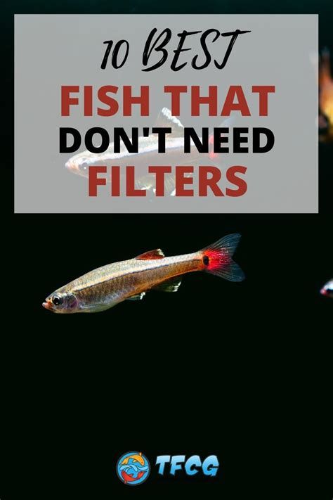 Can fish live in a bowl without a filter?