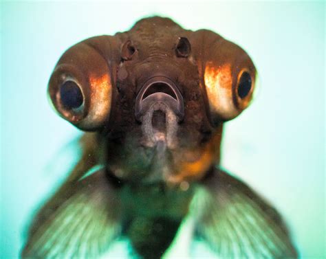 Can fish make eye contact?