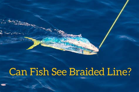 Can fish really see braided line?