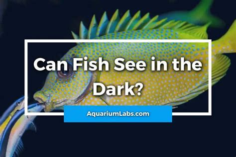 Can fish see in the dark?
