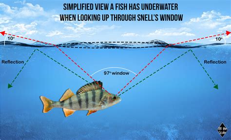 Can fish see mirrors?