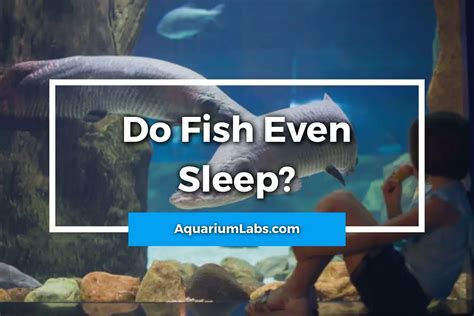 Can fish see while sleeping?