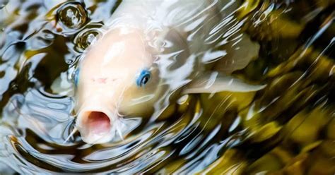 Can fish swallow water?