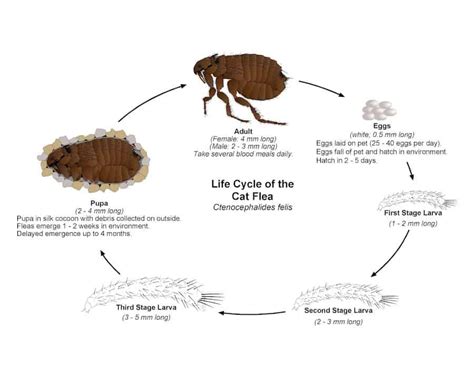Can flea dirt turn into fleas?