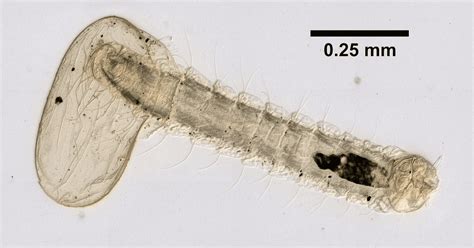 Can flea eggs hatch in vacuum?