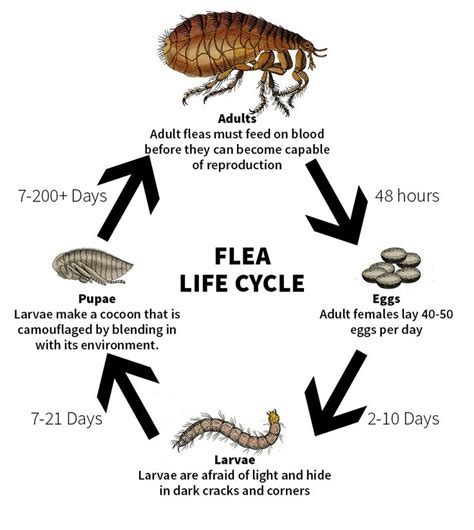 Can flea larvae be killed?