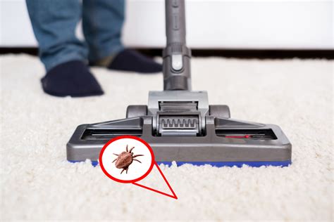 Can fleas crawl out of a vacuum?