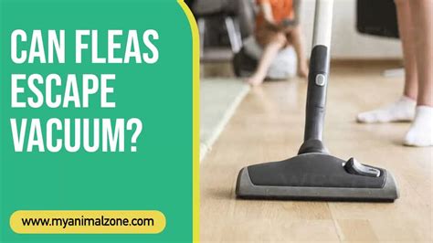 Can fleas escape a vacuum bag?