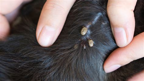 Can fleas get in human ears?