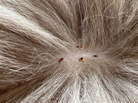 Can fleas hide in pubic hair?
