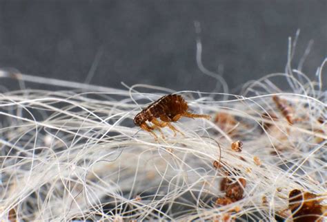 Can fleas lay eggs without a meal?