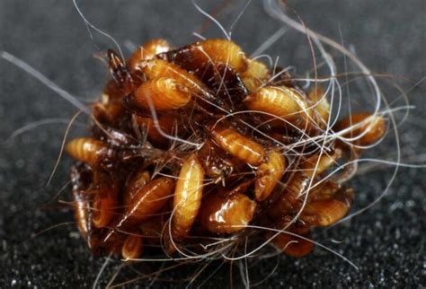 Can fleas lay eggs without an animal?