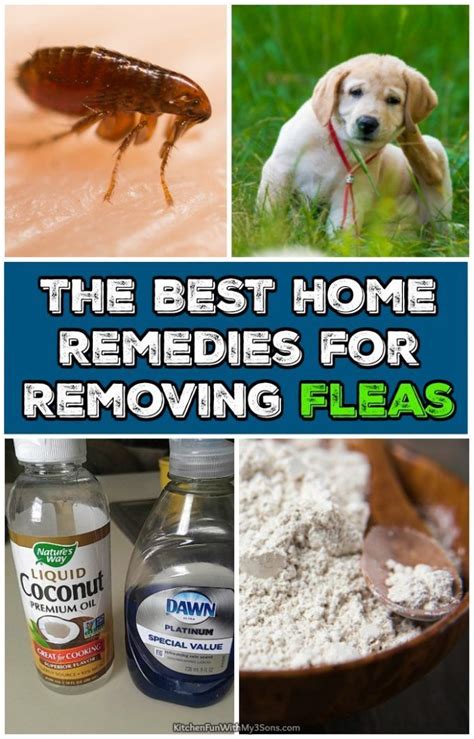 Can fleas leave naturally?