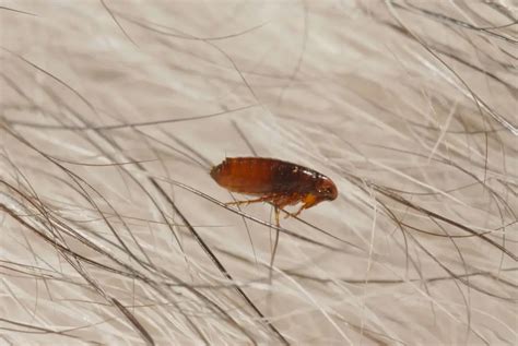 Can fleas live in dirty laundry?