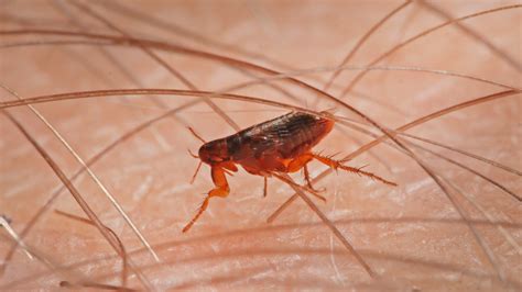 Can fleas live in human hair?