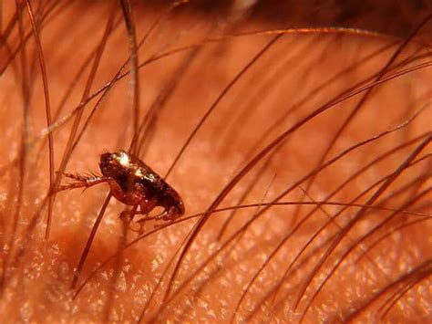 Can fleas live in human hair and lay eggs?