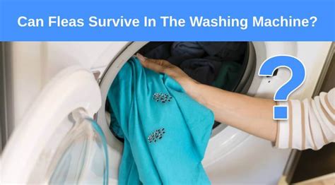 Can fleas live in washing machine?