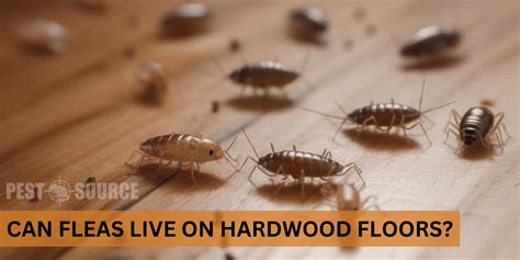 Can fleas live on hard floors?