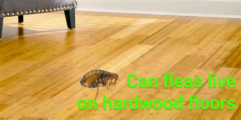 Can fleas live on hardwood floors?