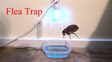Can fleas move from room to room?