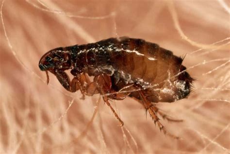 Can fleas survive without pets?