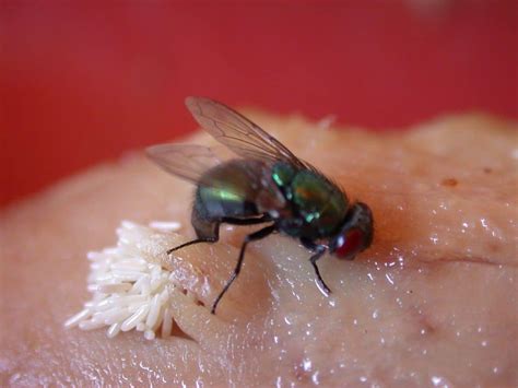 Can flies lay eggs in human?