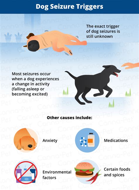 Can foods trigger seizures in dogs?