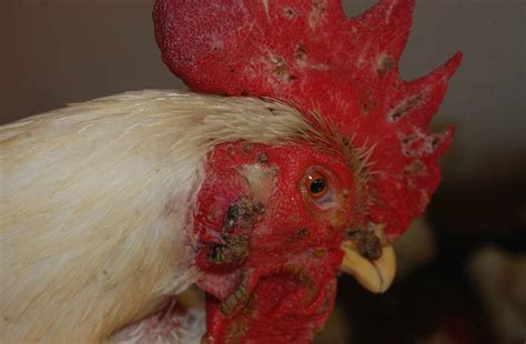 Can fowl pox cause blindness in chickens?