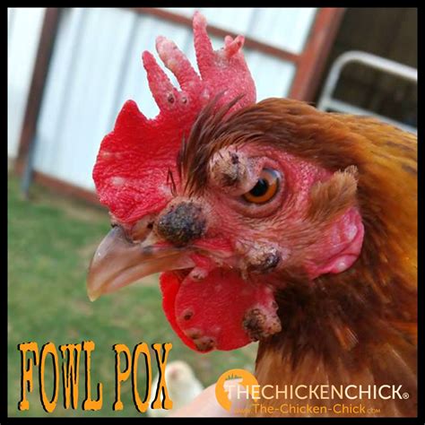 Can fowl pox infect humans?