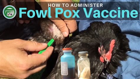 Can fowl pox vaccine be given in water?