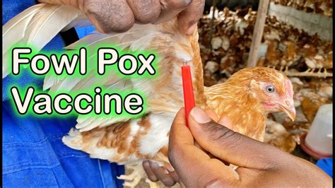 Can fowl pox vaccine be given orally?