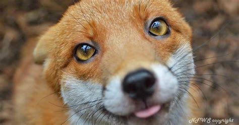 Can foxes love humans?