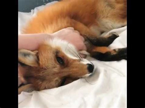 Can foxes purr?
