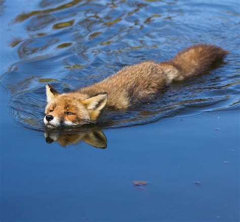 Can foxes swim?